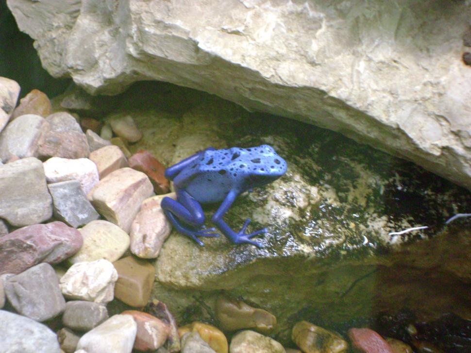 Free Image of Poison Dart Frog 