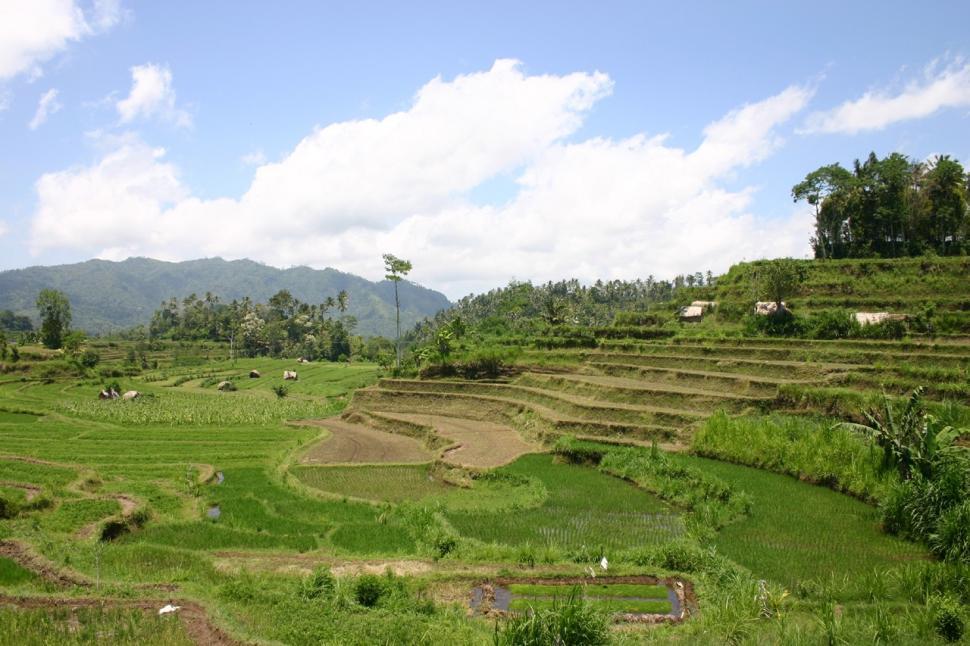 Free Image of terraced fields 