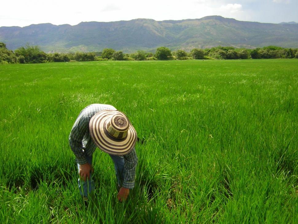 Free Image of in the field 