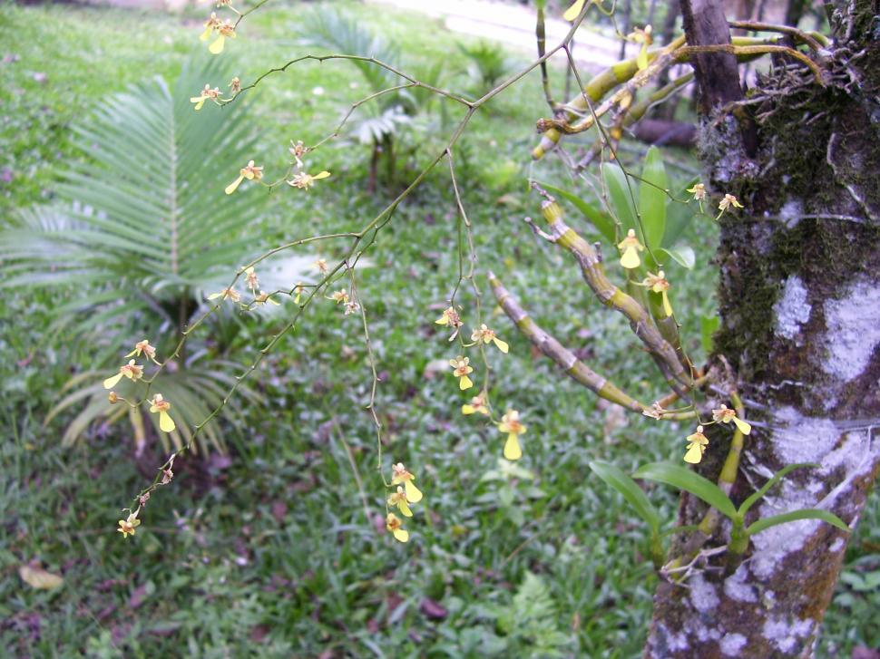 Free Image of Flowers Orchid 