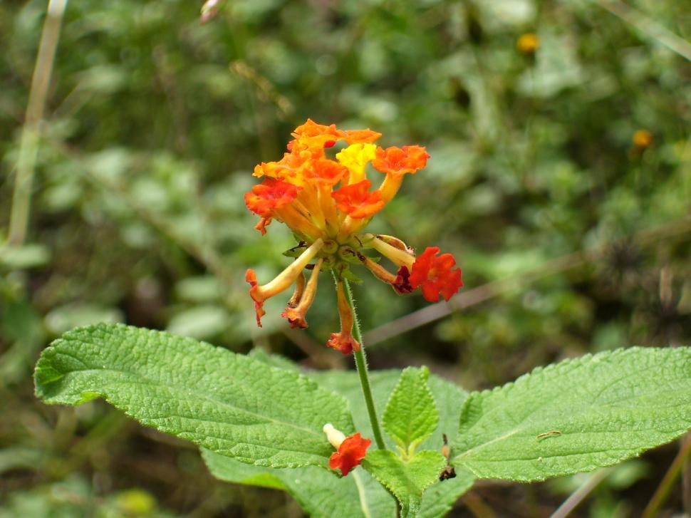 Free Image of flowers nature 