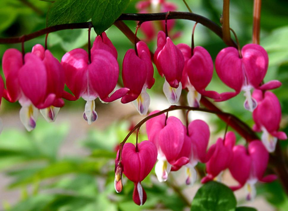 Free Image of Bleeding Hearts 