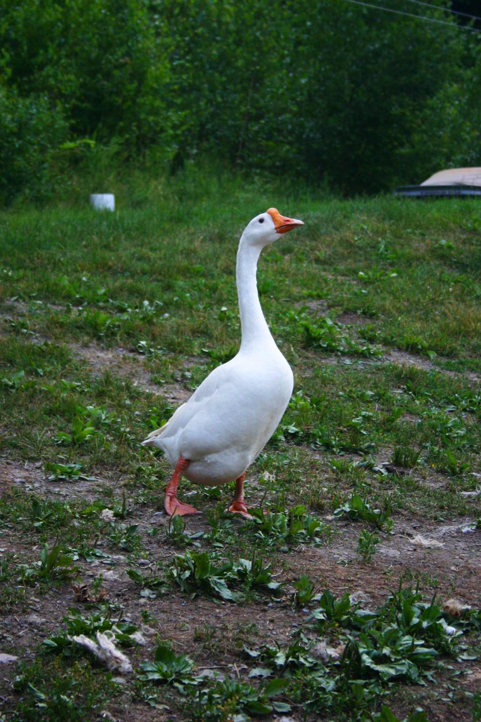 Free Image of Goose 