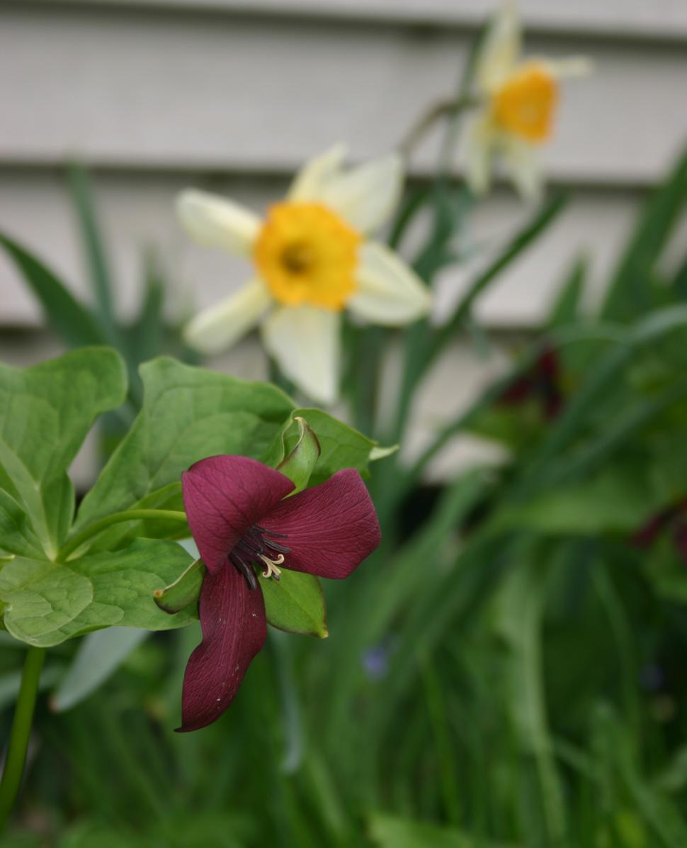 Free Image of Strange flower with daffodil 