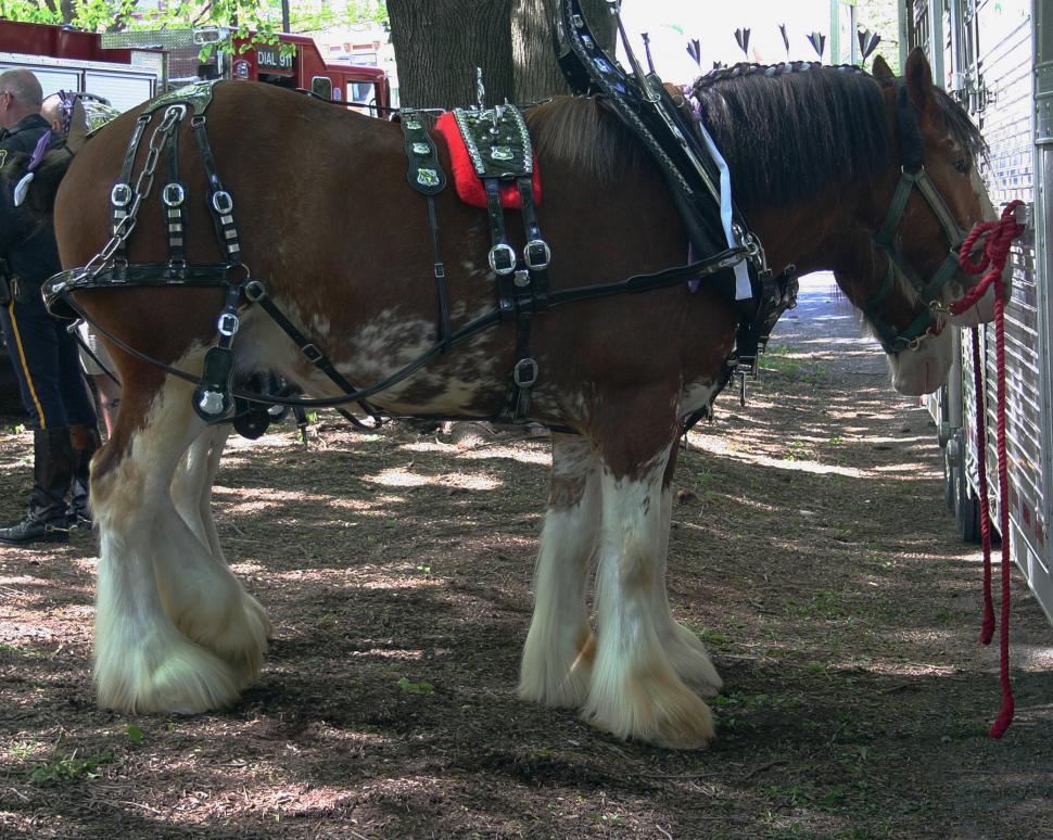 Free Image of Clydesdales 