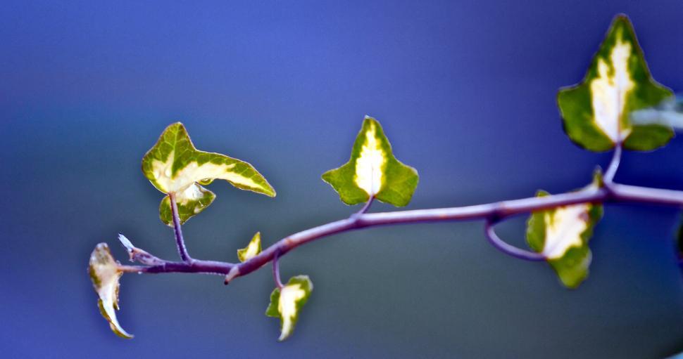 Free Image of Ivy 