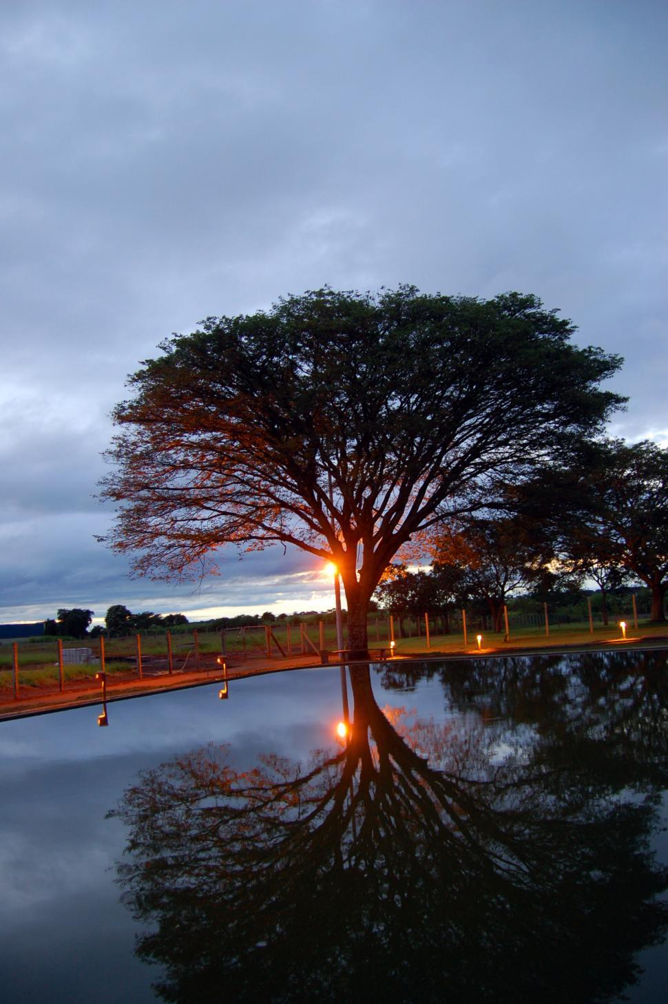 Free Image of A beautiful tree 