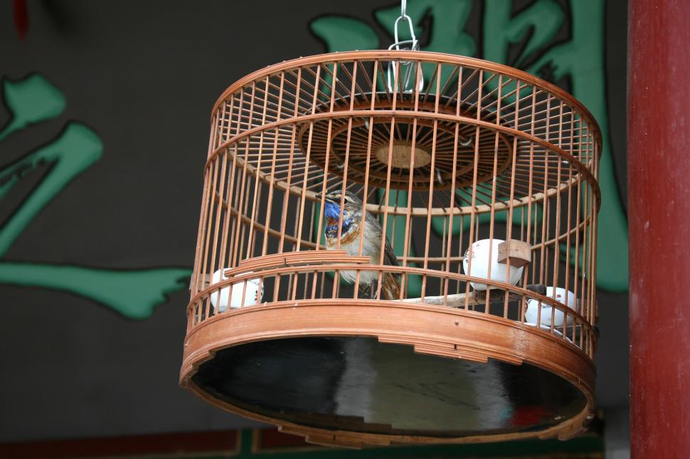 Free Image of Cagebird 