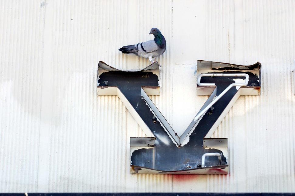 Free Image of V and a pigeon 