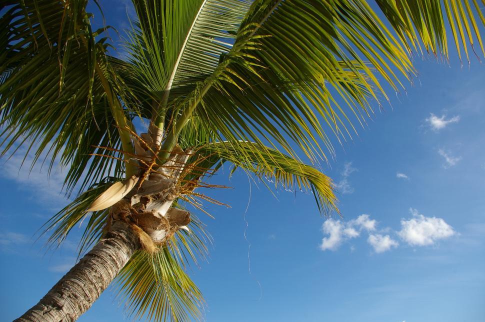 Free Image of Palm Tree Against Blue Sky 