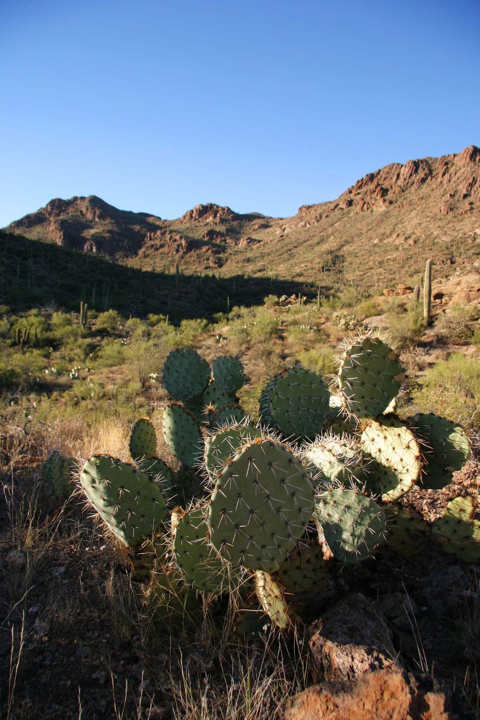 Free Image of Cactus in Desert With Mountains 