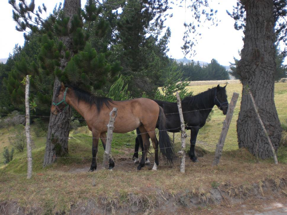 Free Image of Two Horses Standing Together 