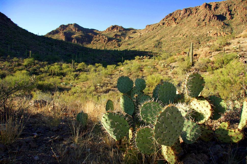 Free Image of Cactus Standing Against Mountains 