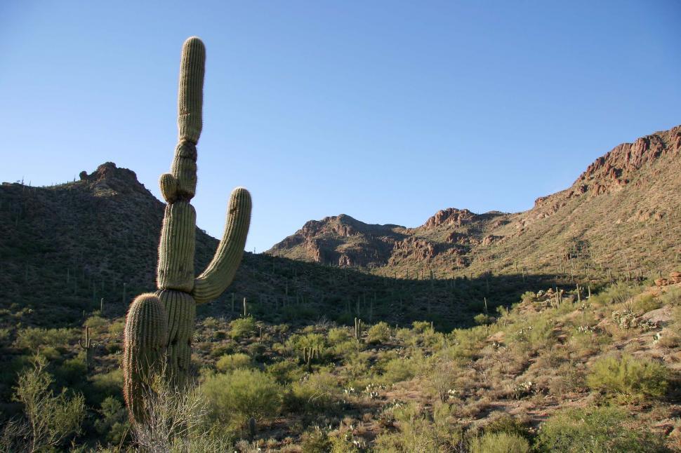 Free Image of Large Cactus Standing in Desert 