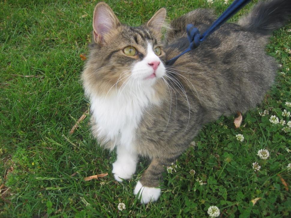 Free Image of Cat outside 