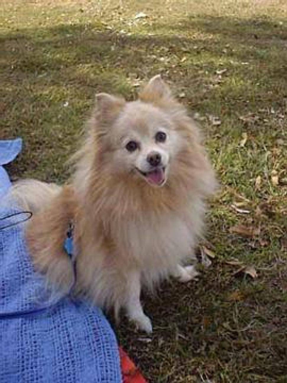 Free Image of Tandy on a picnic 