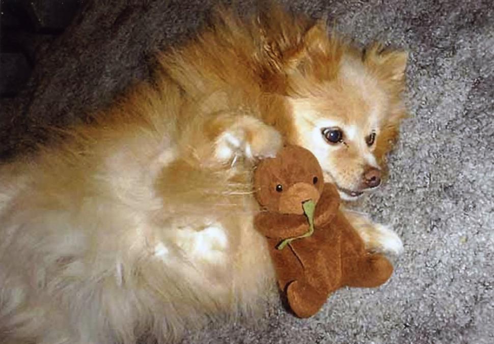 Free Image of Pomeranian 
