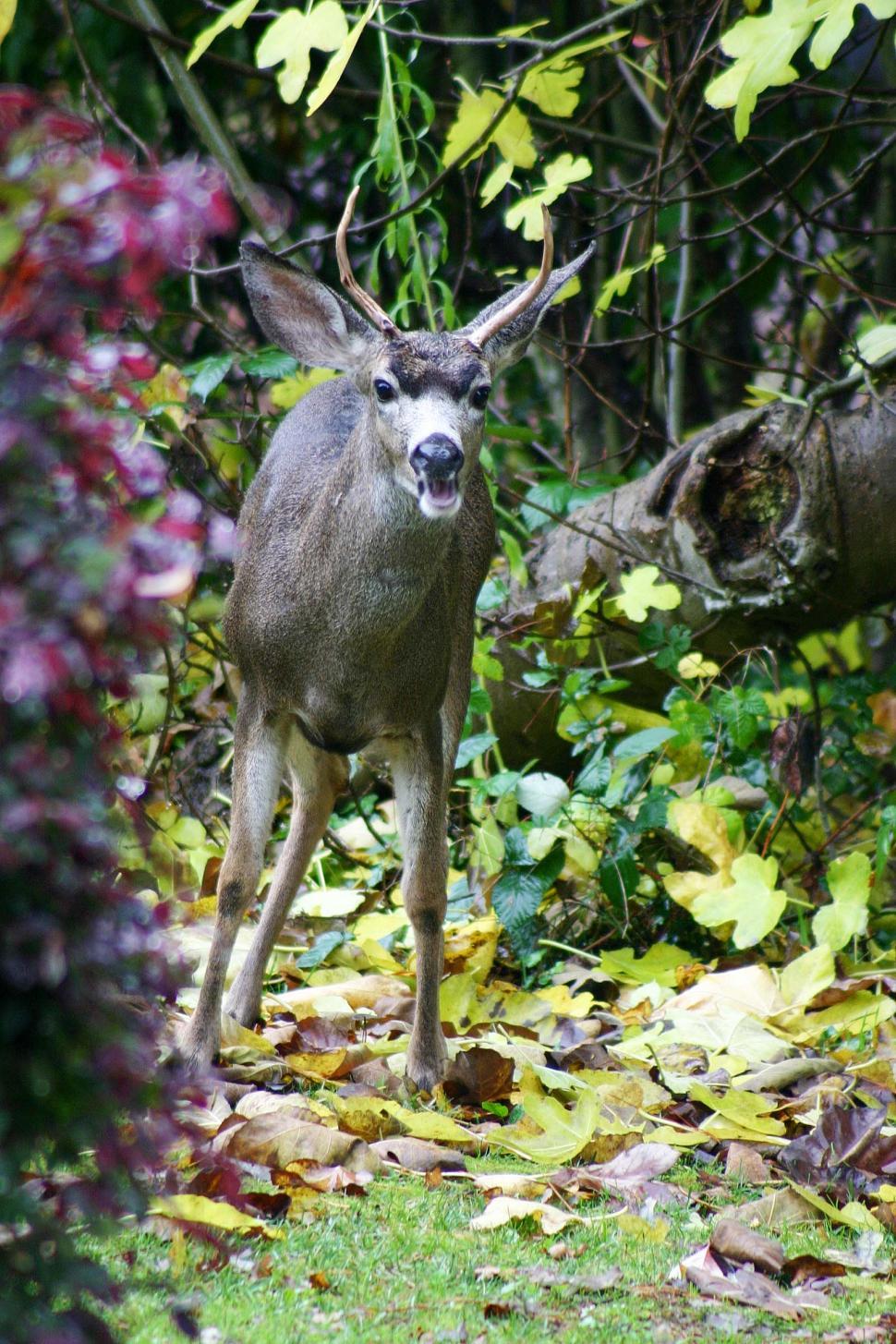 Free Image of Deer Standing in Middle of Forest 