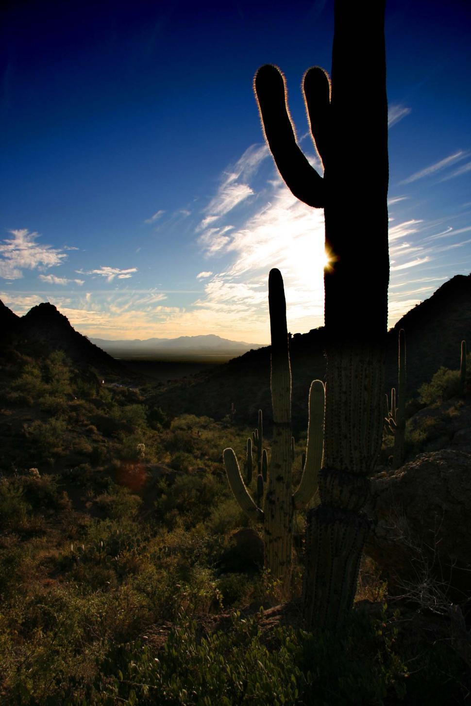 Free Image of A Large Cactus Standing Tall in the Middle of a Desert 