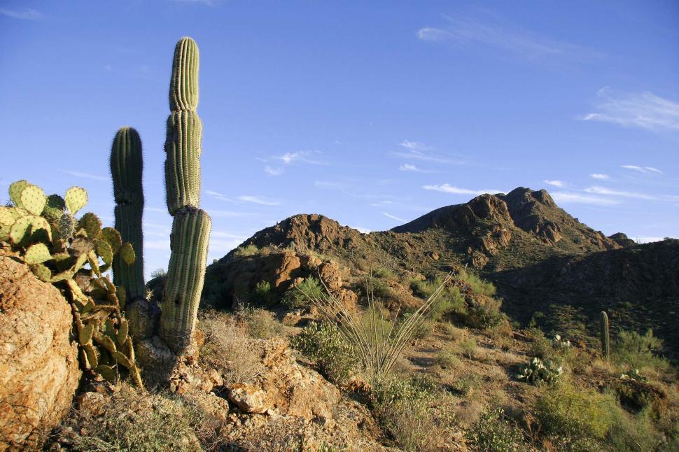 Free Image of Cactus in Desert With Mountains in Background 
