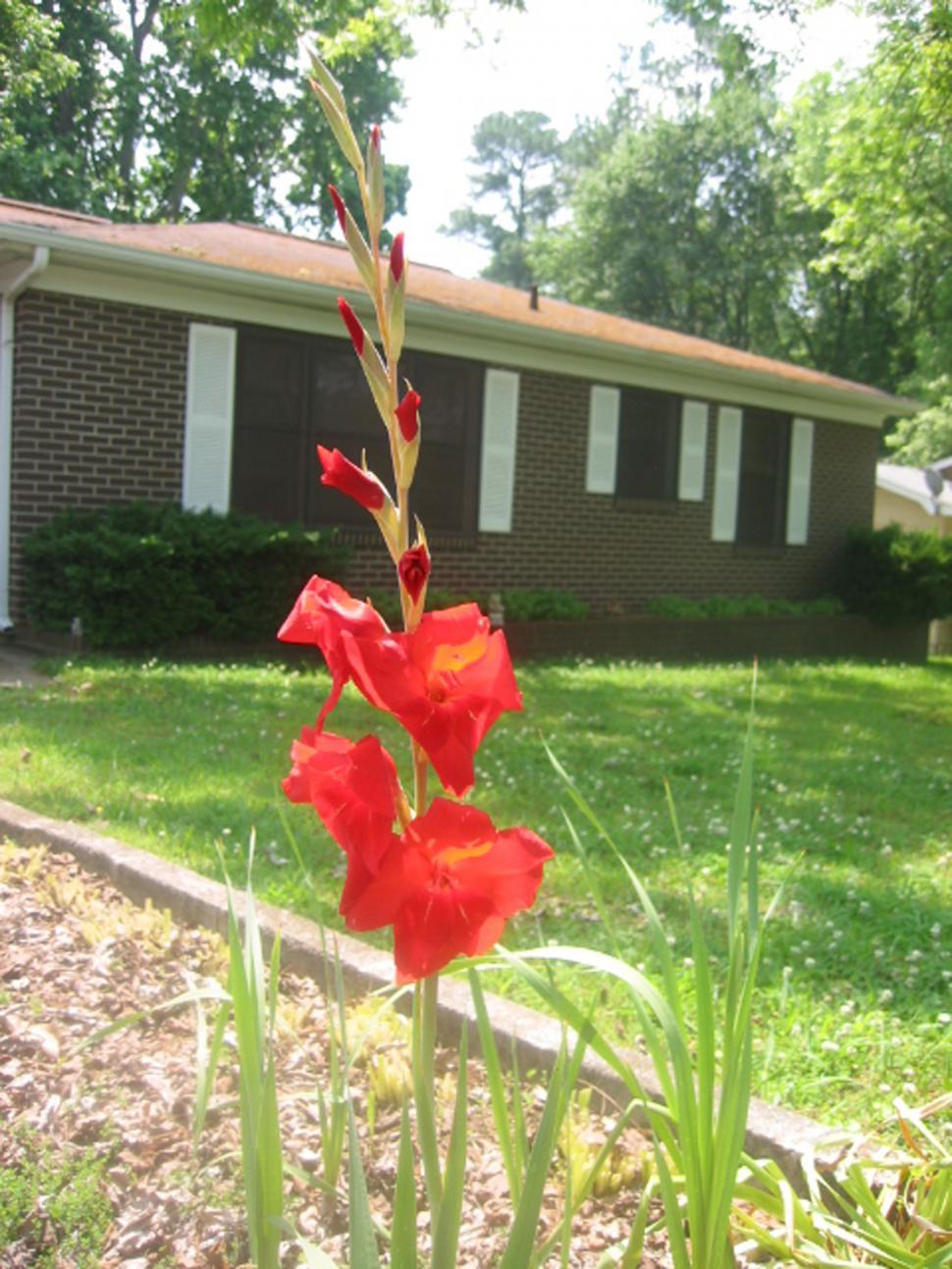 Free Image of Gladiola 