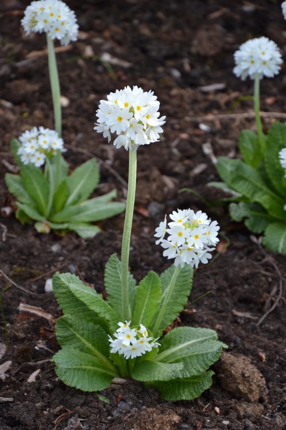 Free Image of Drumstick primrose  