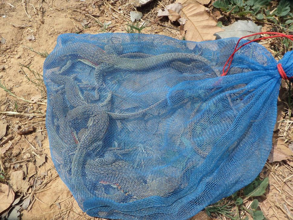 Free Image of Bag of edible butterfly lizards 