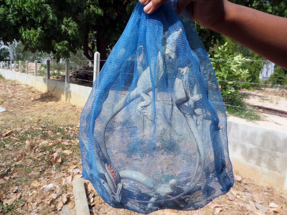 Free Image of Edible butterfly lizards in a bag 