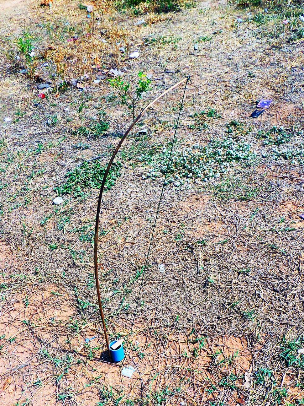 Free Image of Lizard trap 