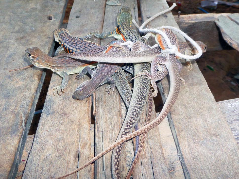 Free Image of Captured butterfly lizards - Leiolepis belliana 