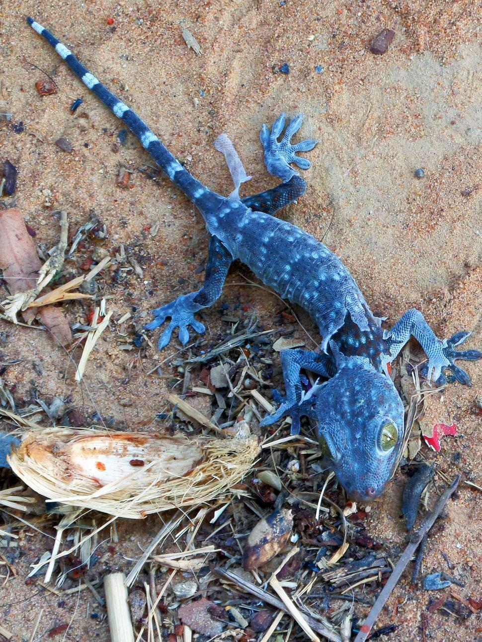 Free Image of Juvenile tokay gecko shedding its skin  