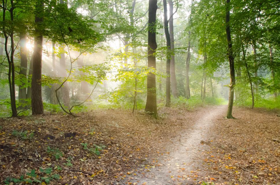 Free Image of A Path Cutting Through a Forest 
