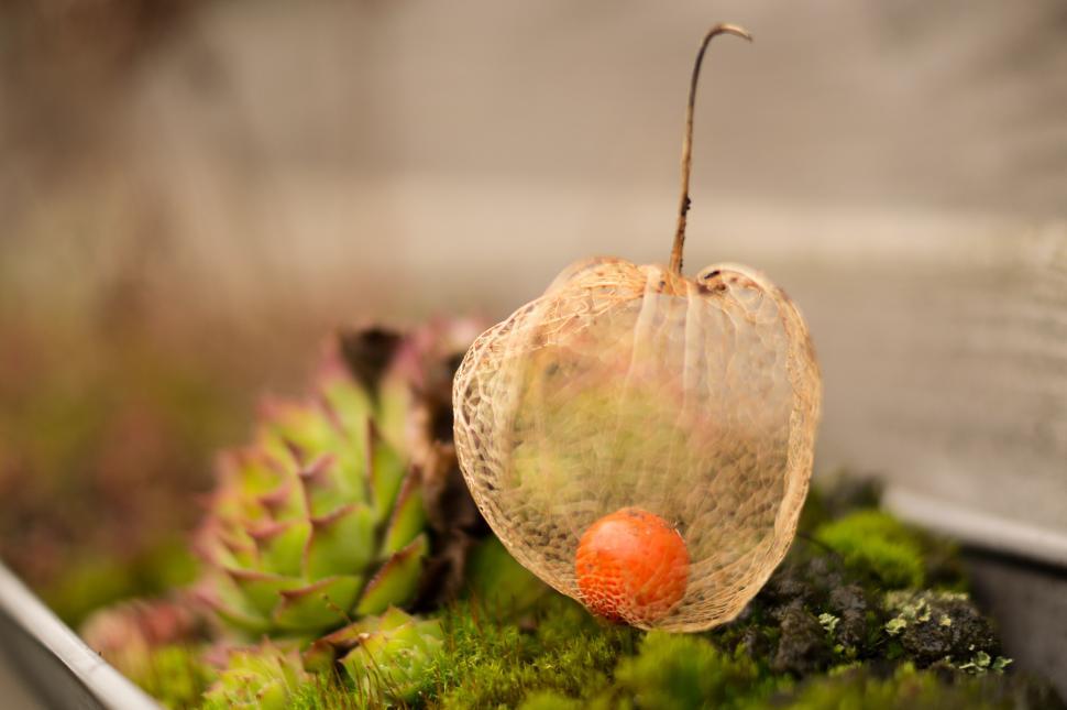 Free Image of Close Up of a Plant in a Container 