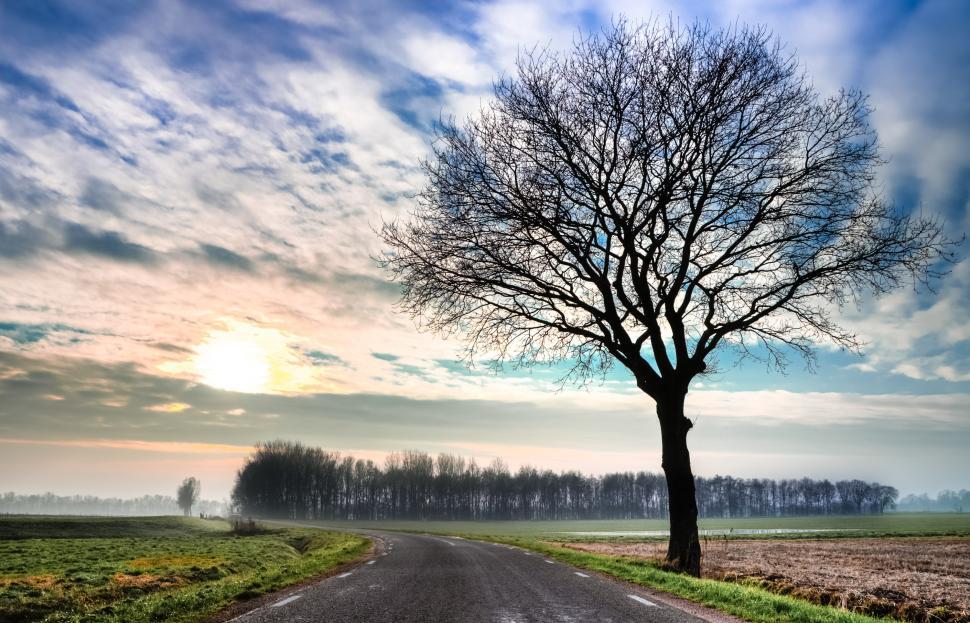 Free Image of Lone Tree Beside Road 