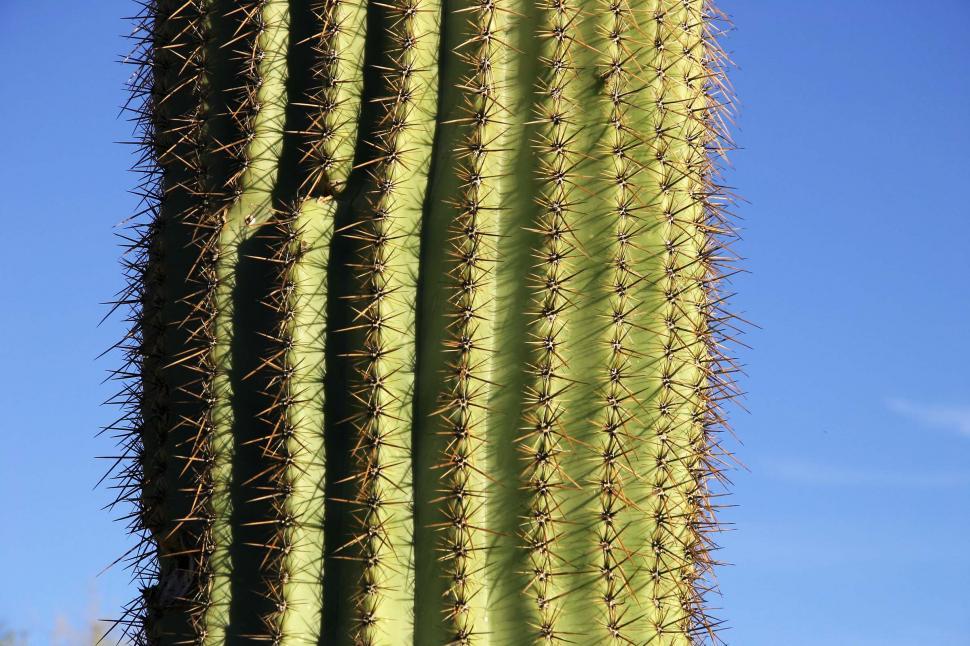 Free Image of Majestic Green Cactus Against Blue Sky 