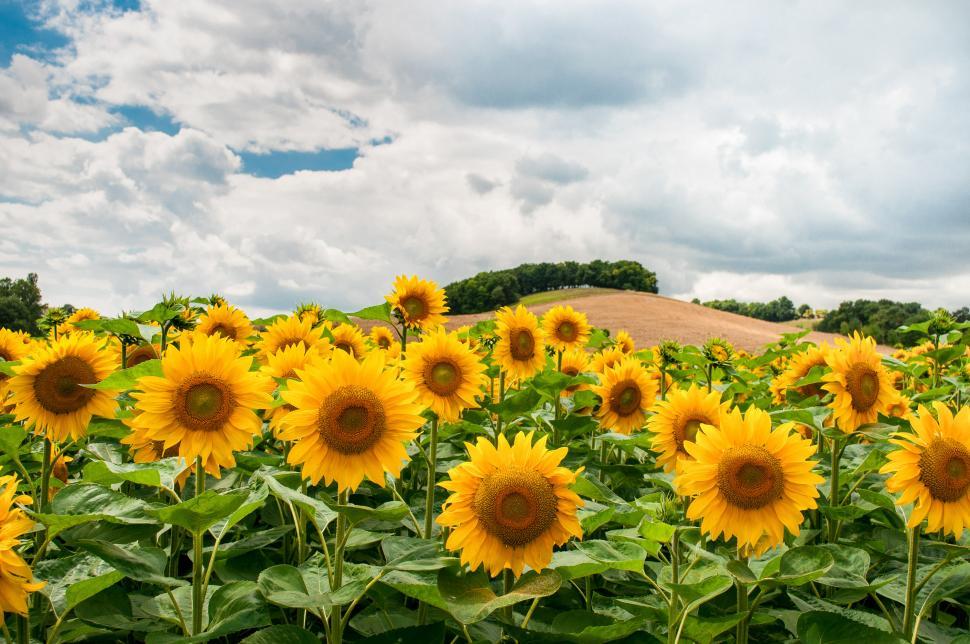 Free Image of Field of Sunflowers Under Cloudy Sky 