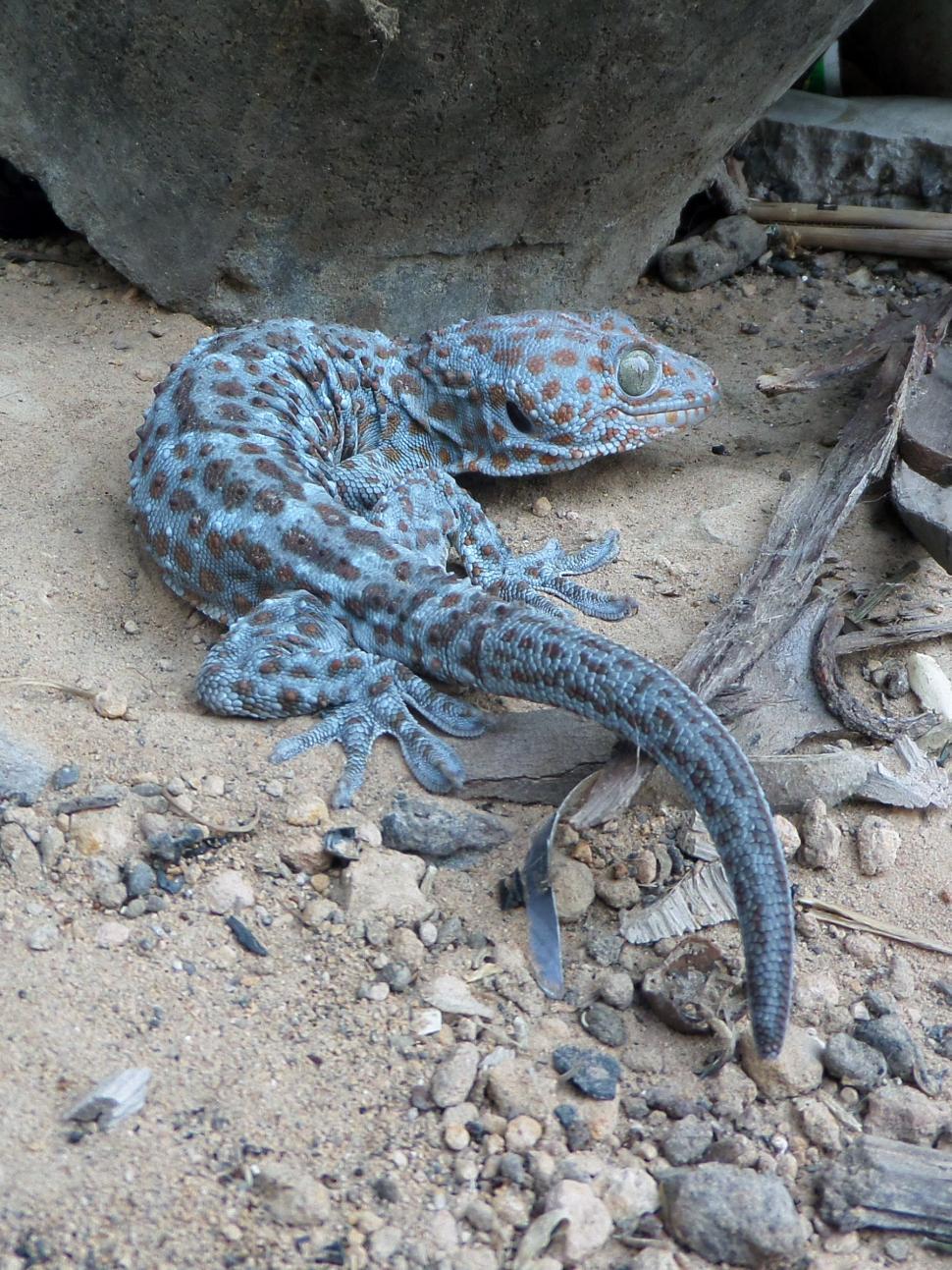 Free Image of Tokay gecko 