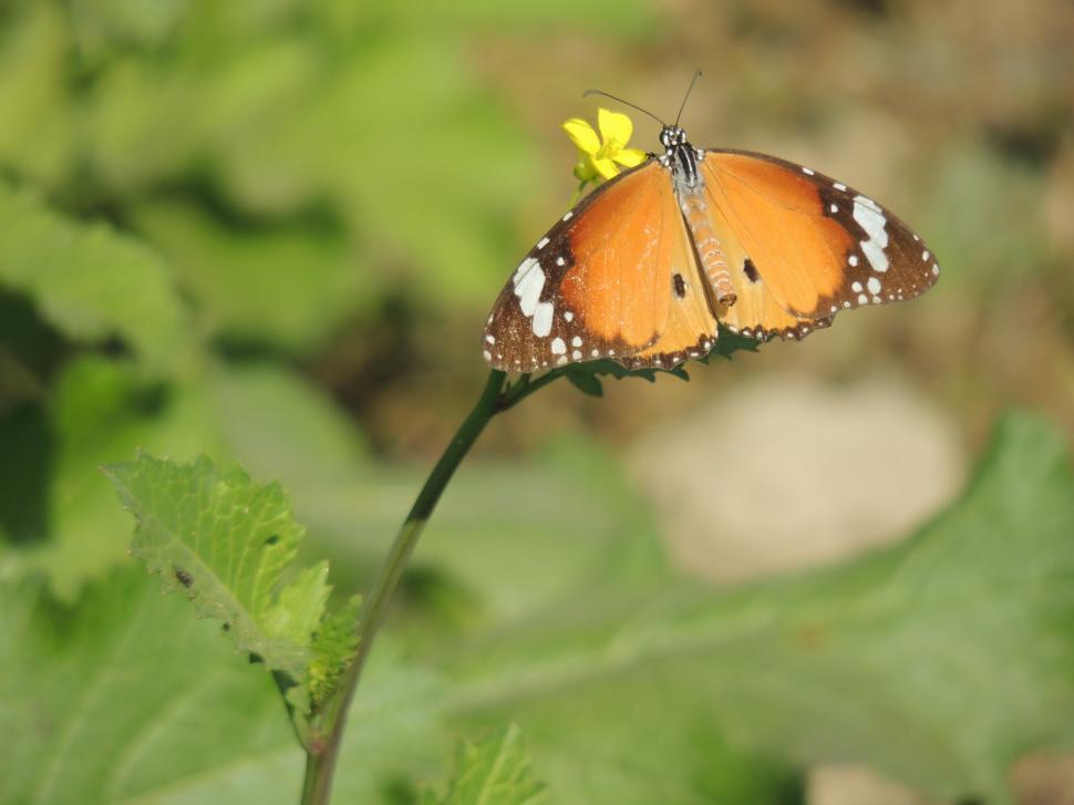 Free Image of Colorful Butterfly  