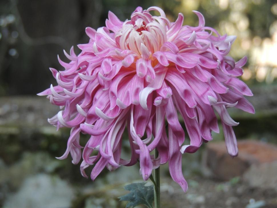 Free Image of Incredible flower  
