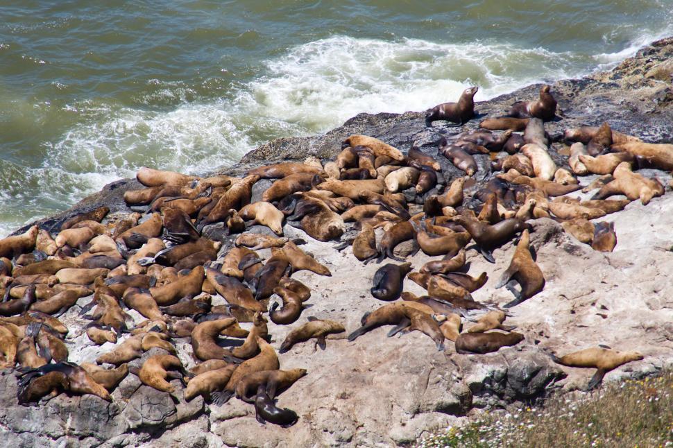Free Image of Sea lions 