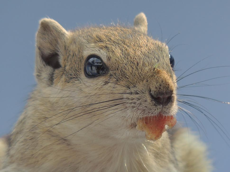 Free Image of squirrel close 