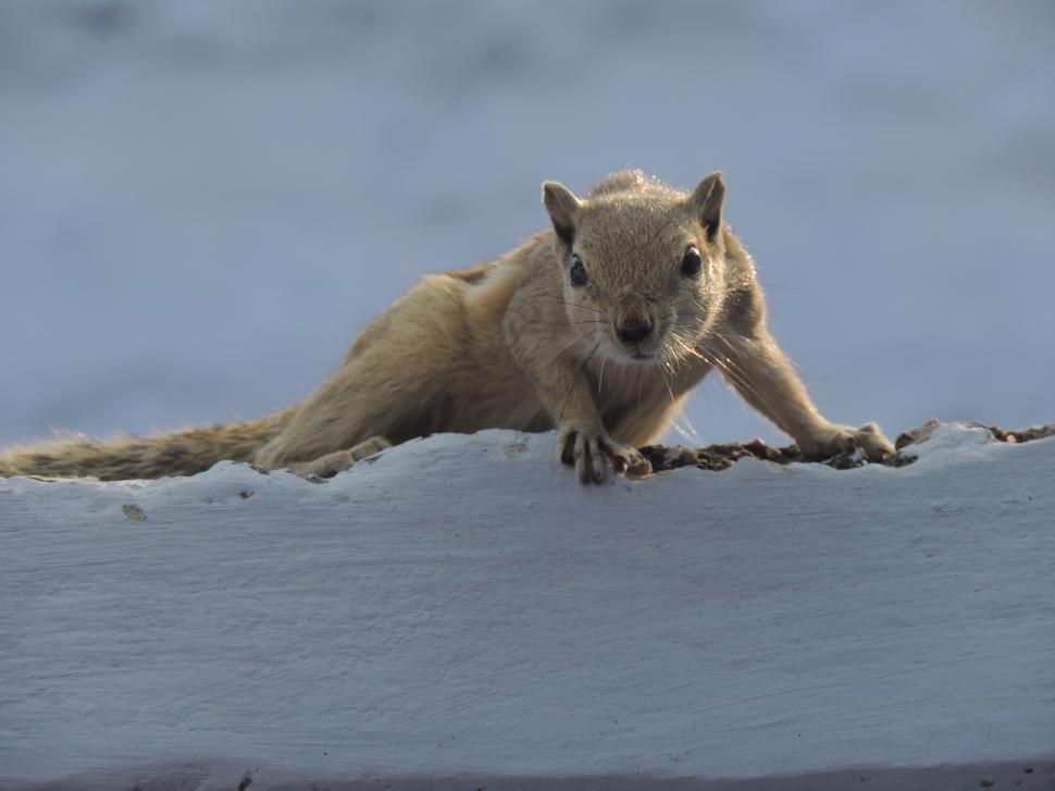 Free Image of cute squirrel  