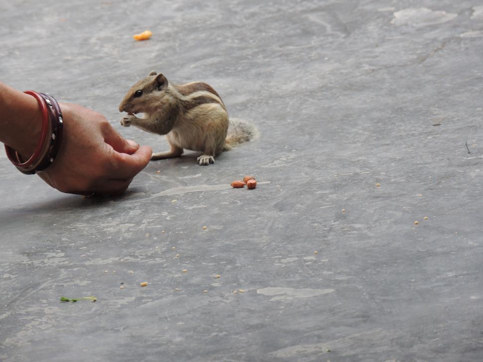Free Image of squirrel feeding 
