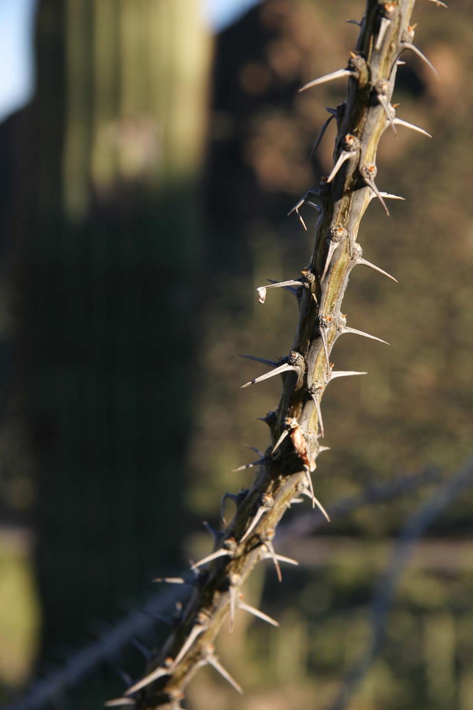 Free Image of Close Up of Barbed Wire With Building in Background 