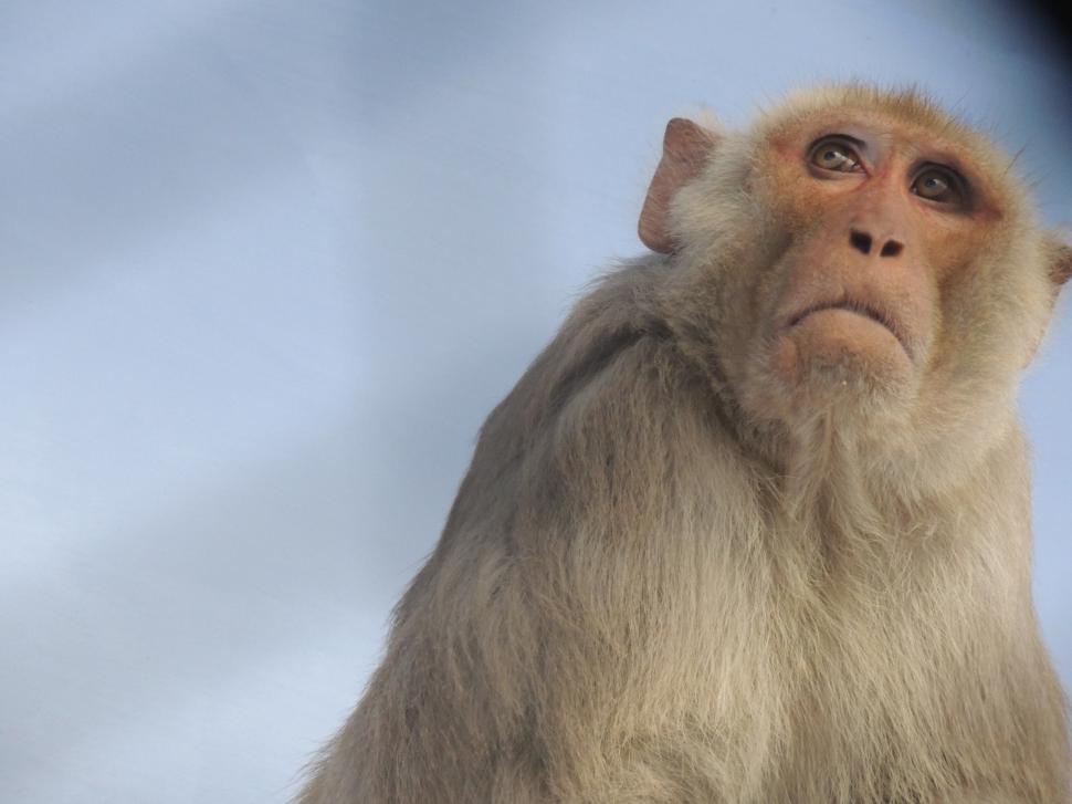 Free Image of Monkey looks up 