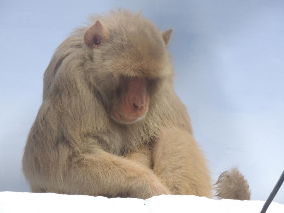 Free Image of Monkey looking down 