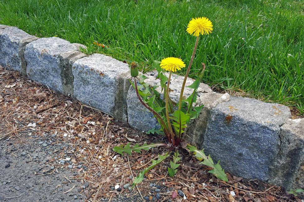 Free Image of Dandelion 