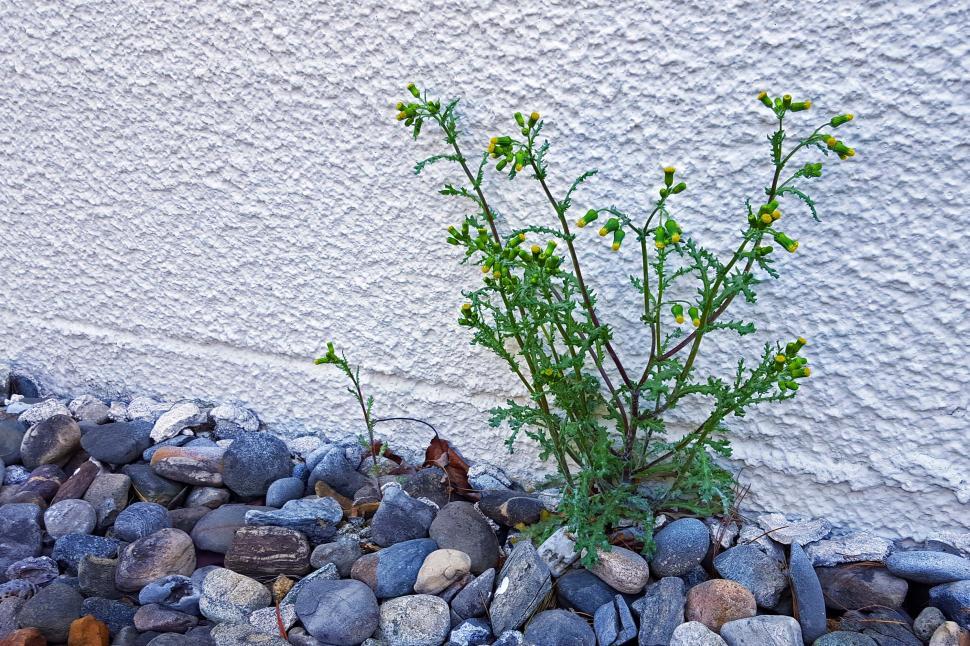 Free Image of Dandelion Against A Wall 