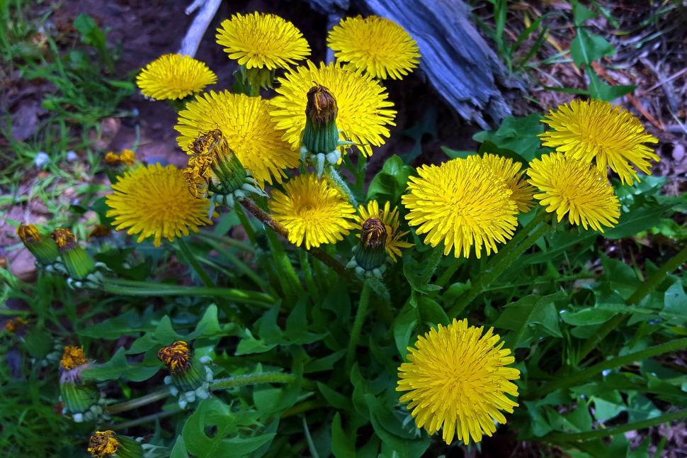 Free Image of Dandelion Closeup 