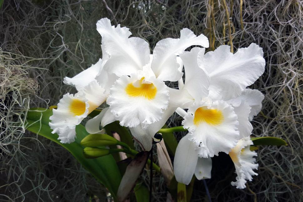 Free Image of Cattleya Orchid Flower Group 
